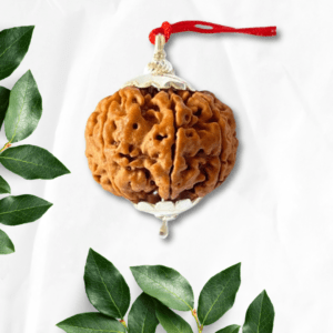 7 Mukhi Rudraksha