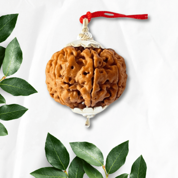 7 Mukhi Rudraksha