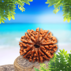 Nine Mukhi Rudraksha