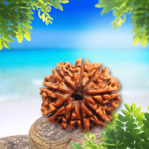 Nine Mukhi Rudraksha