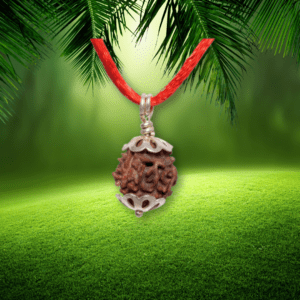 Three Mukhi Rudraksha
