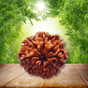 Eight Mukhi Rudraksha
