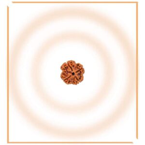 Rudraksha