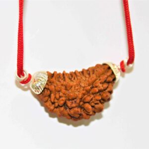 1 Mukhi Rudraksha