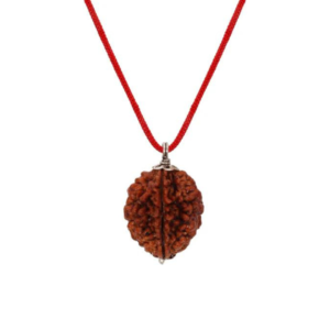 2 Mukhi Rudraksha