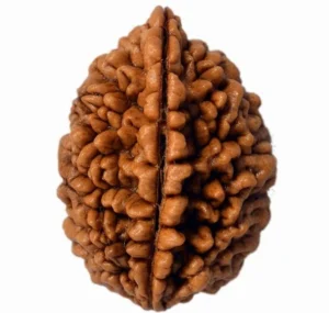2 Mukhi Rudraksha