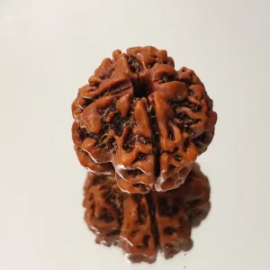 4 Mukhi Rudraksha