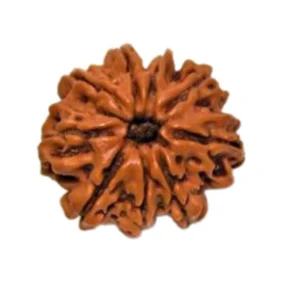 9 Mukhi Rudraksha